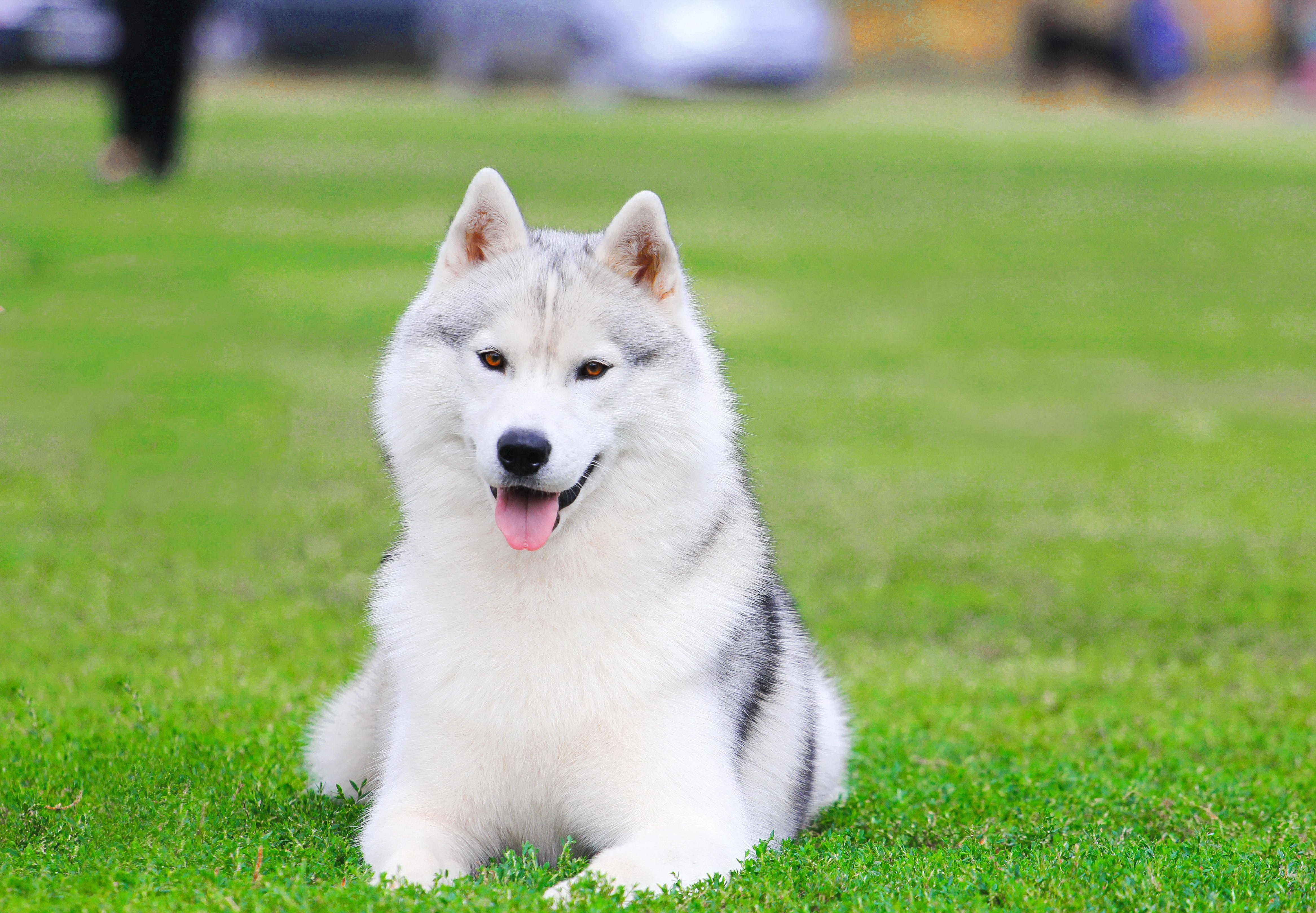 10 fashion beautiful dog breeds